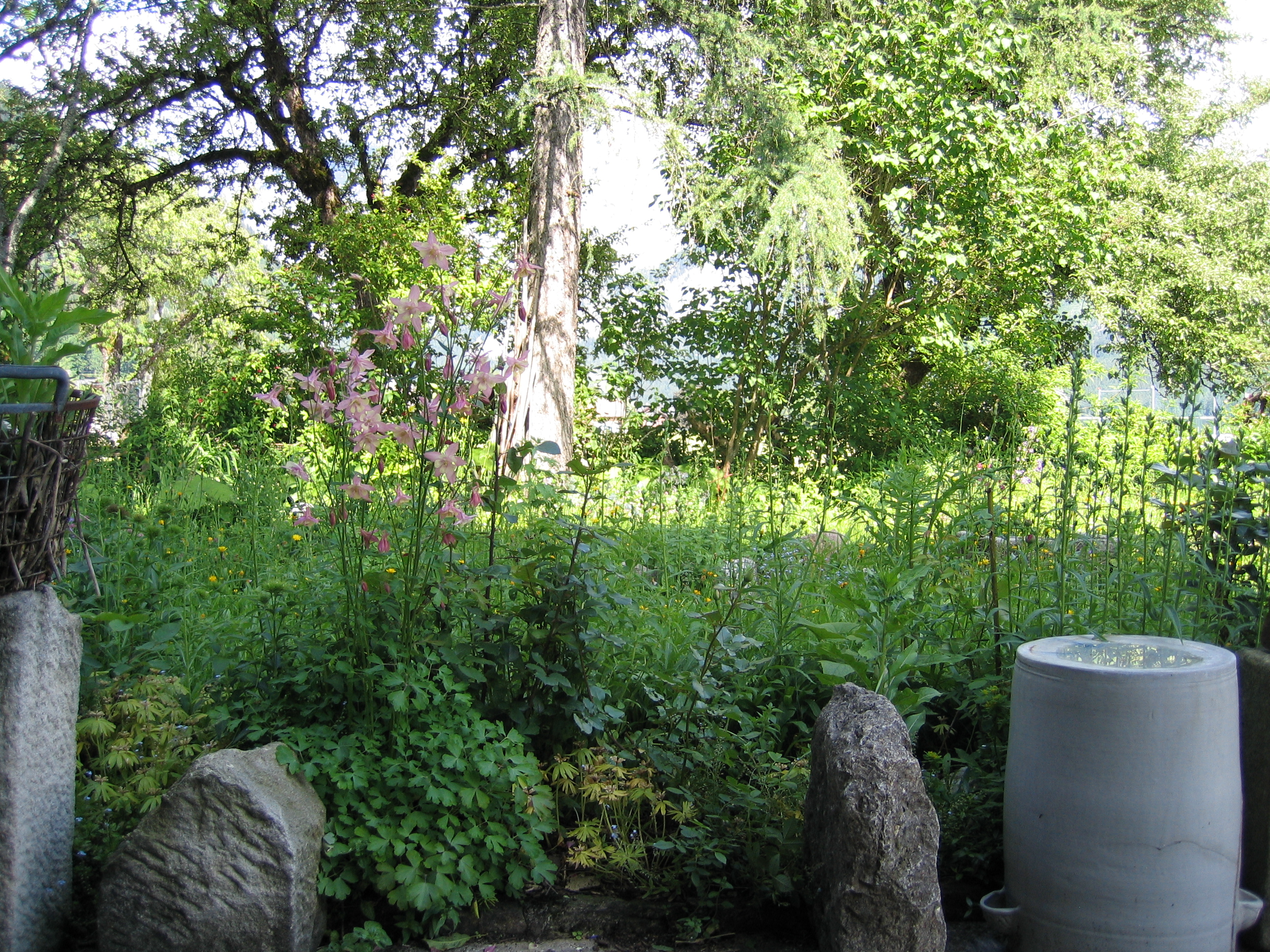 Naturgarten der vegan vegetarisch geführten Leitnervilla 