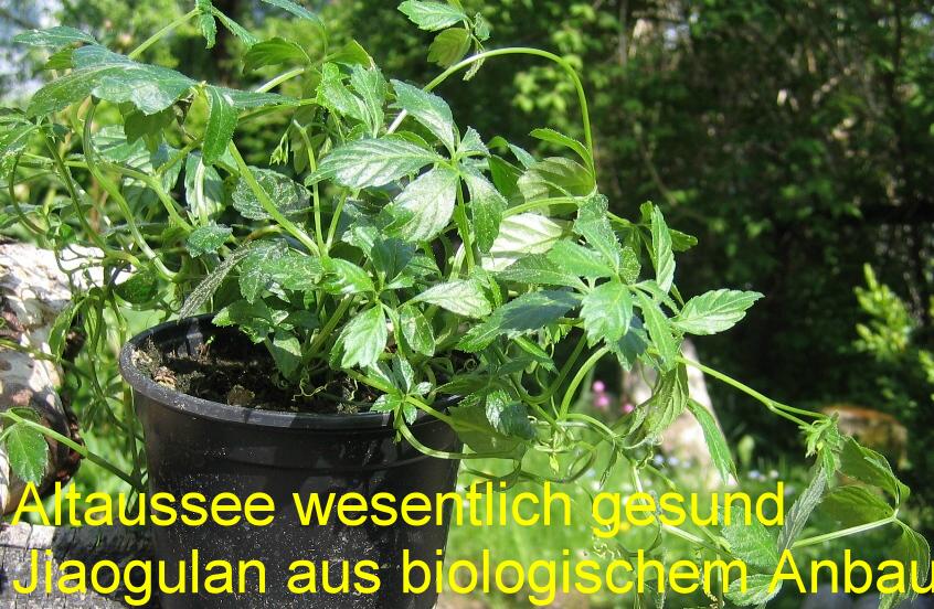 Altaussee wesentlich gesund Jiaogulan aus biologischem Anbau 