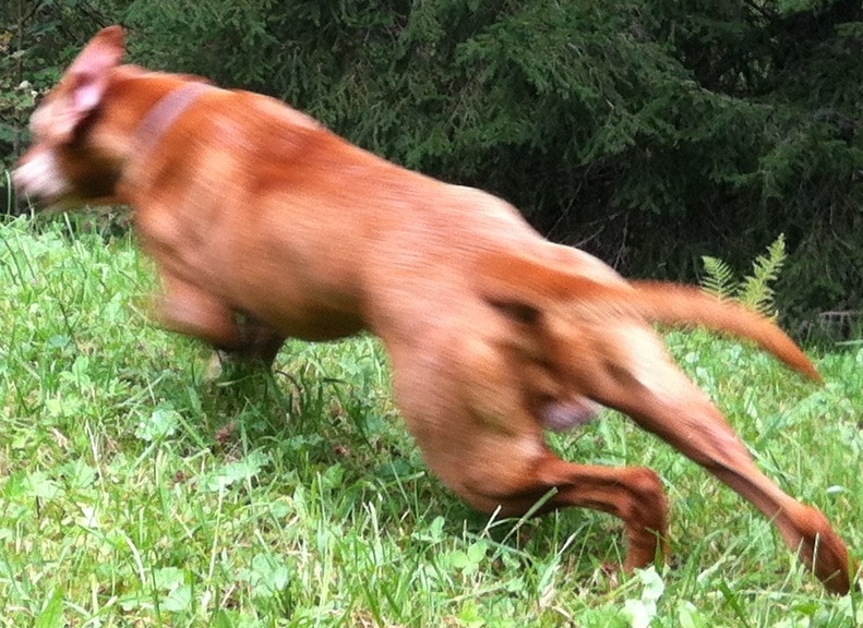 Entzündetes Zahnfleisch beim Hund Chitodent®Mineralkomposit