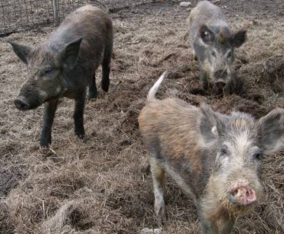 Wildschweinfleisch für den Hund ist bei gewissenhafter Bearbeitung für die Hundeernährung geeignet