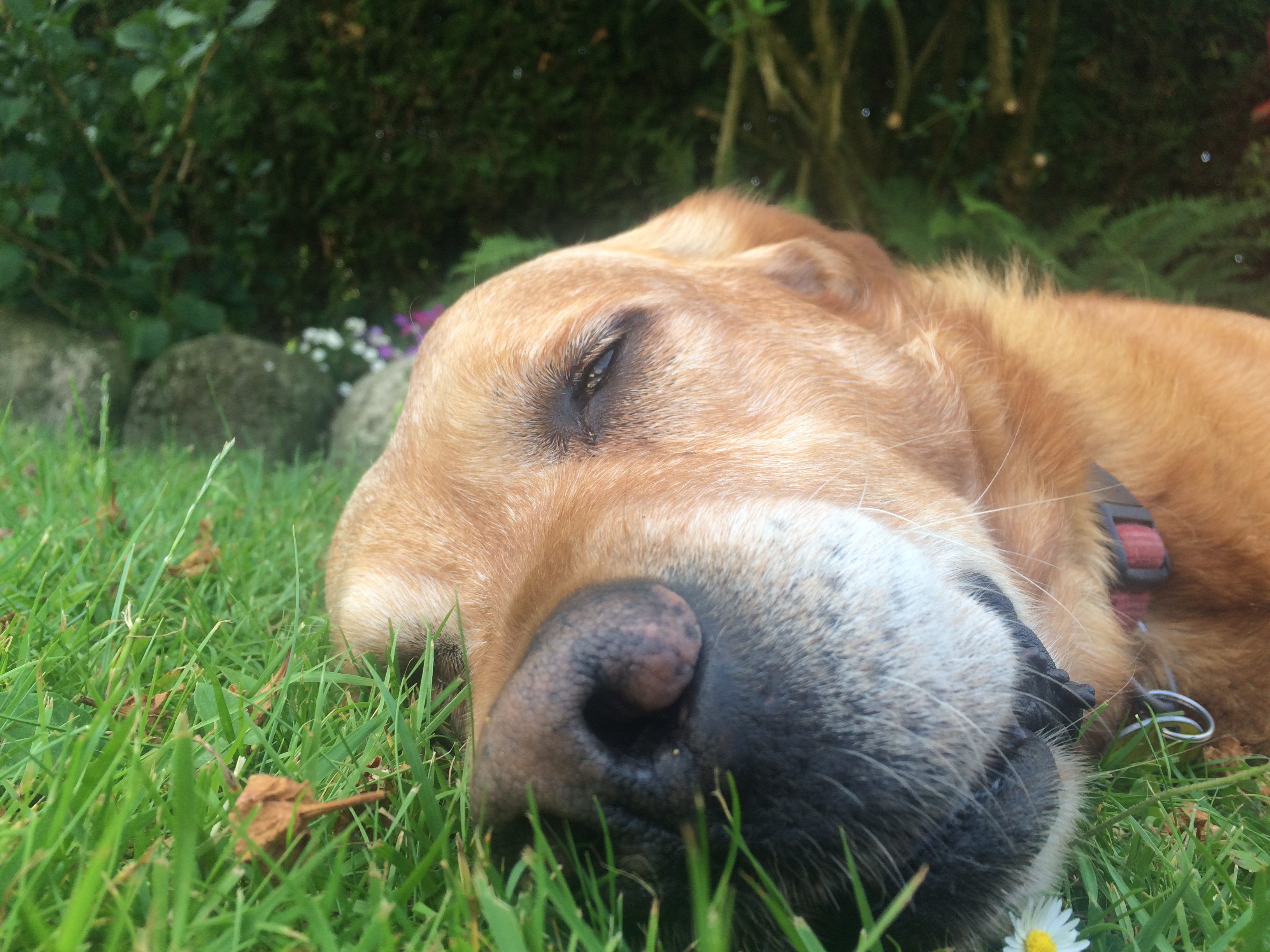 Neem im Shampoobeim Hund