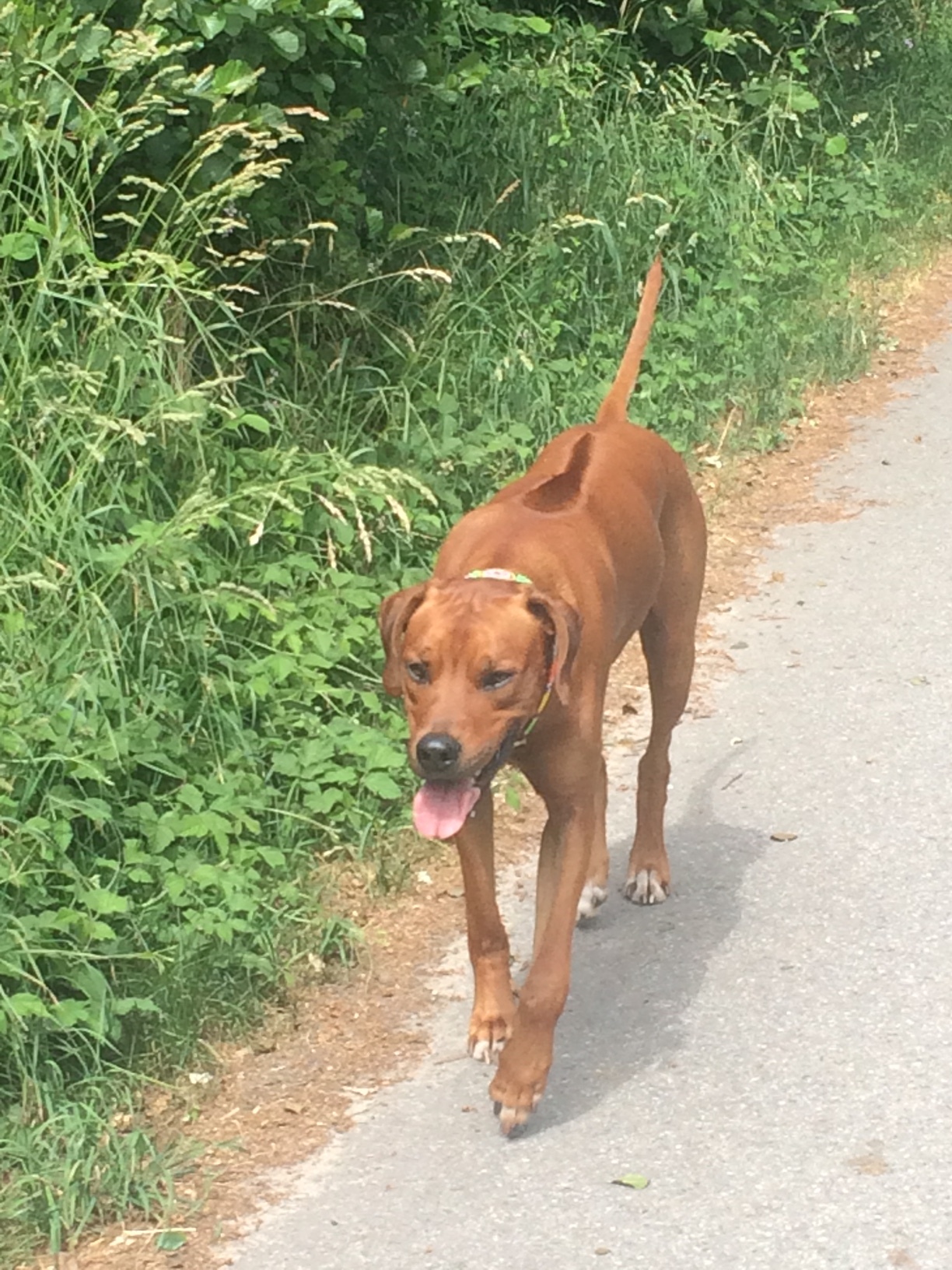 Keinen Maulgeruch-Rhodesian Ridgeback- Zahnpflege-