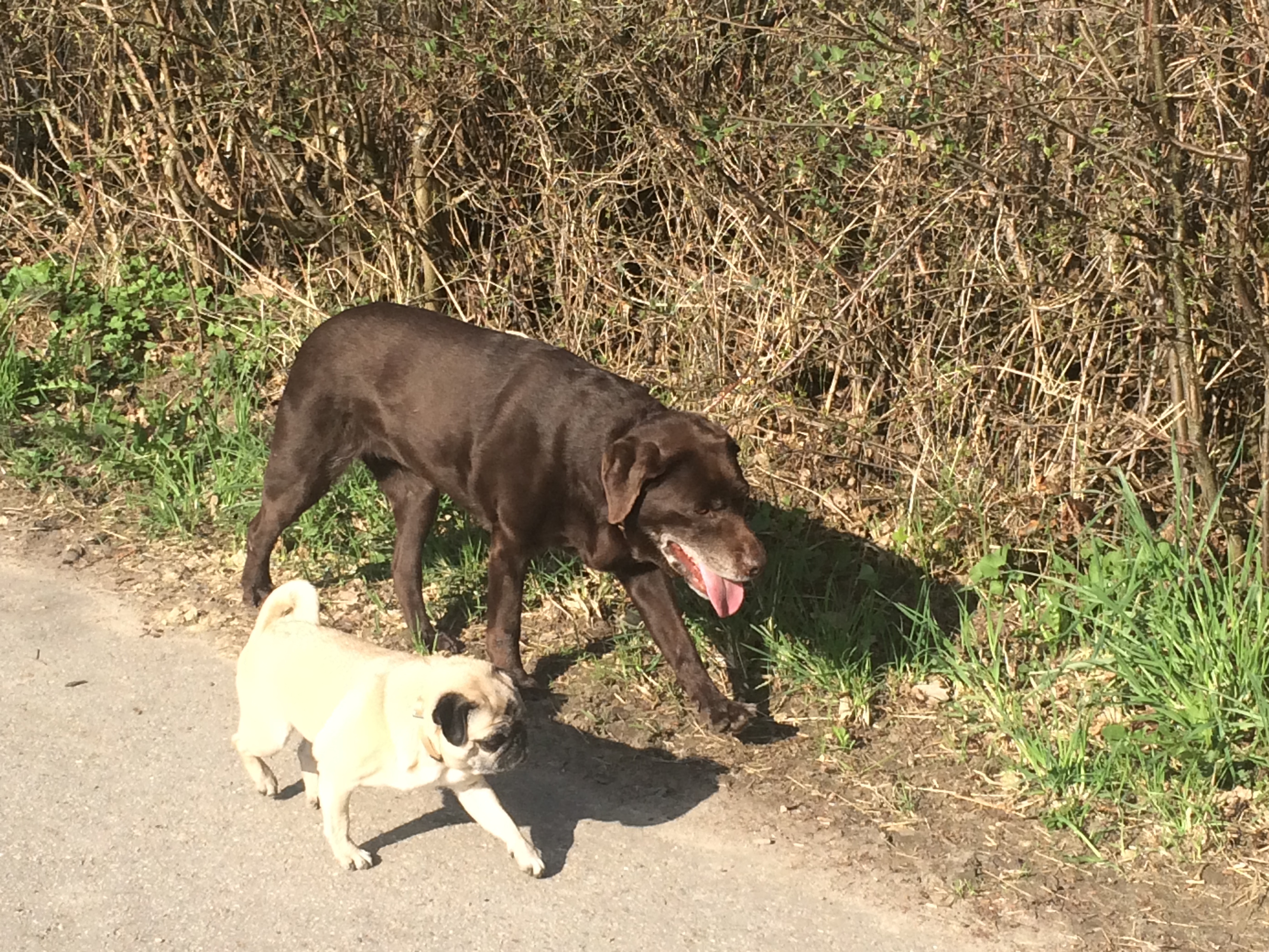 Keinen Maulgeruch Mops und labrador