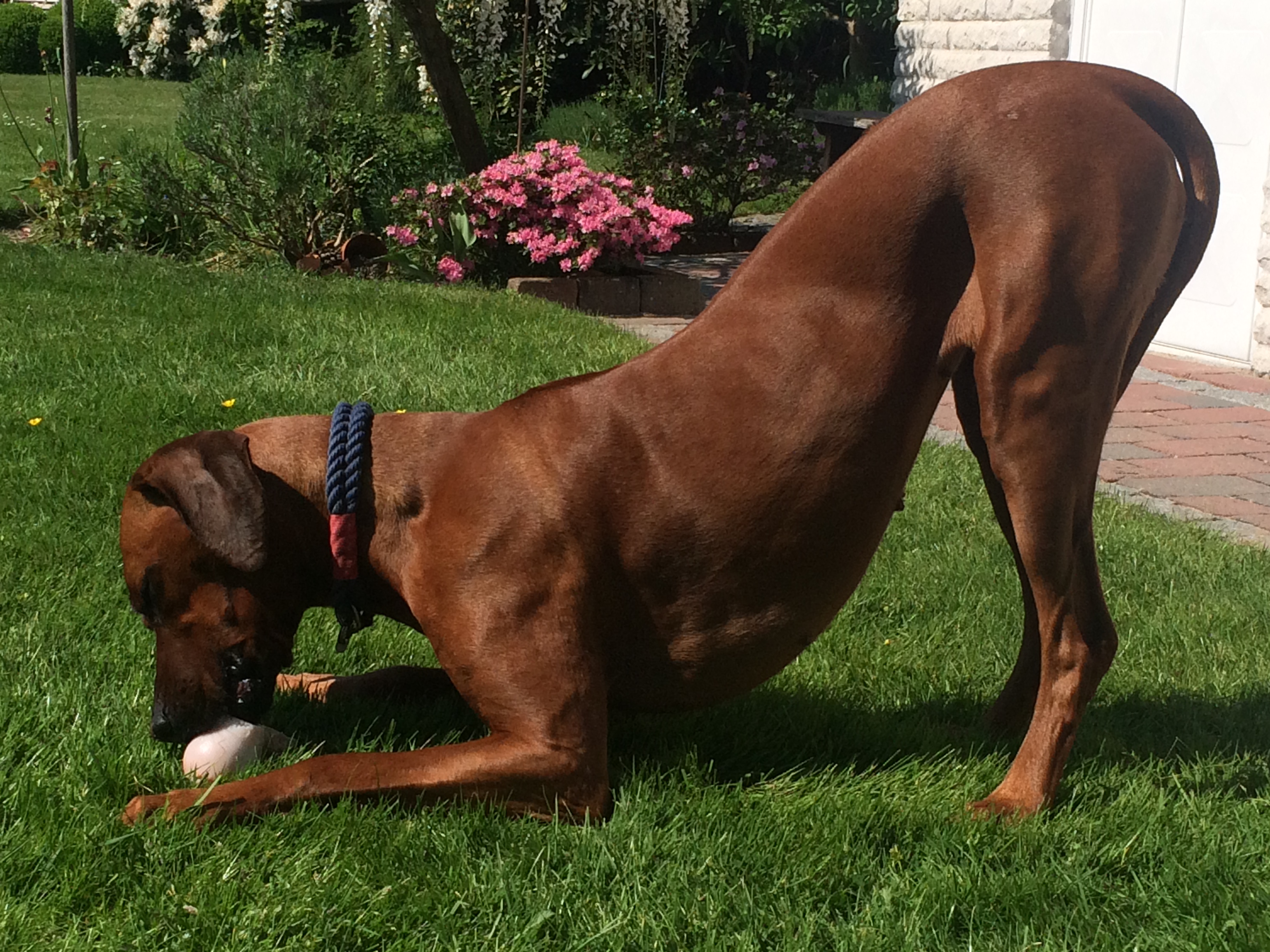 Keinen Maulgeruch Rhodesian Ridgeback beim Toben 