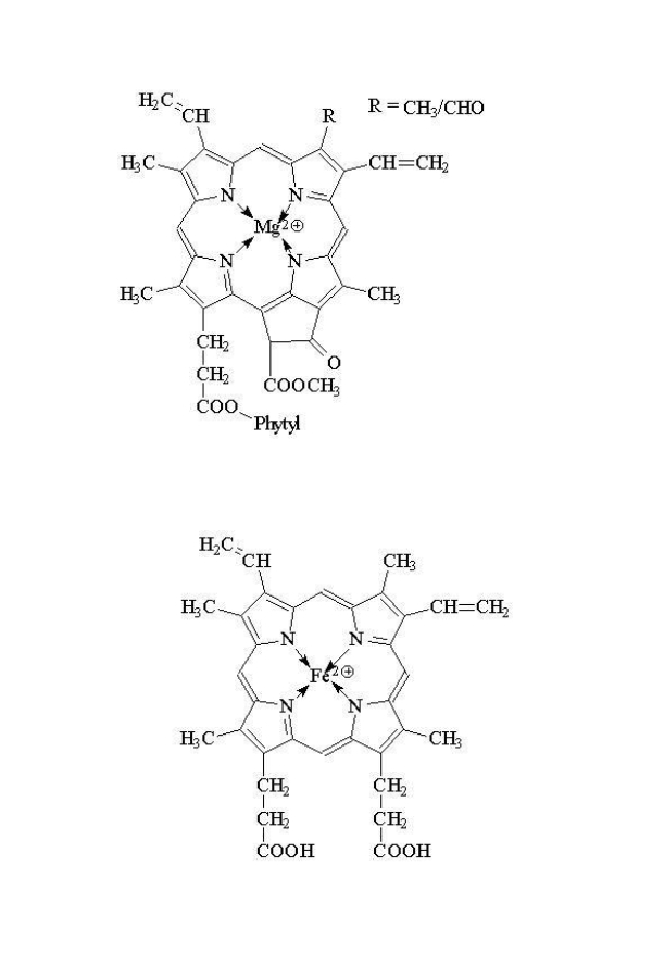 Zahnpasta ohne biogene Amine Chlorophyllin der chemische Zwilling des Hämoglobin 