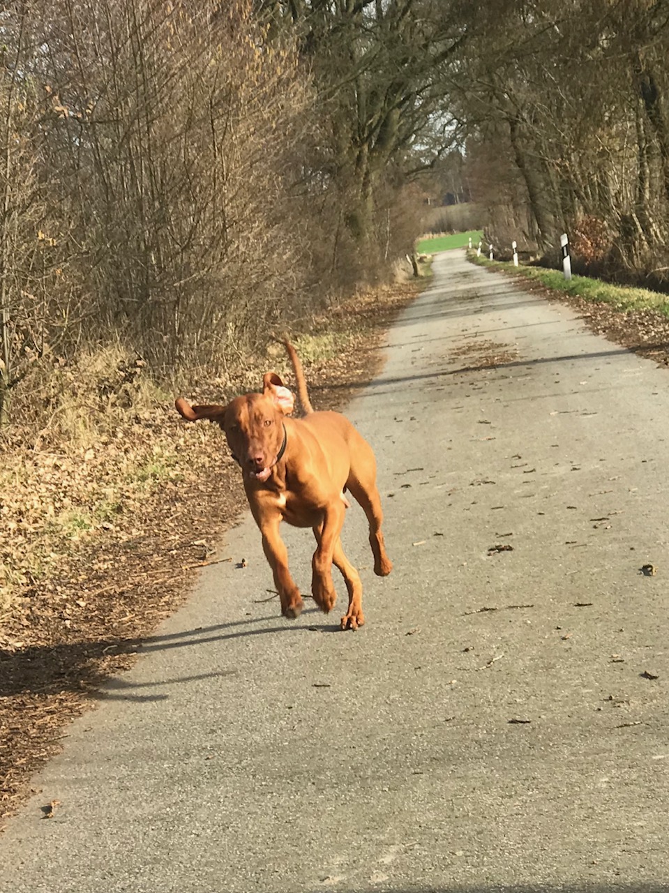 Magyar Vizsla Hundefutter 