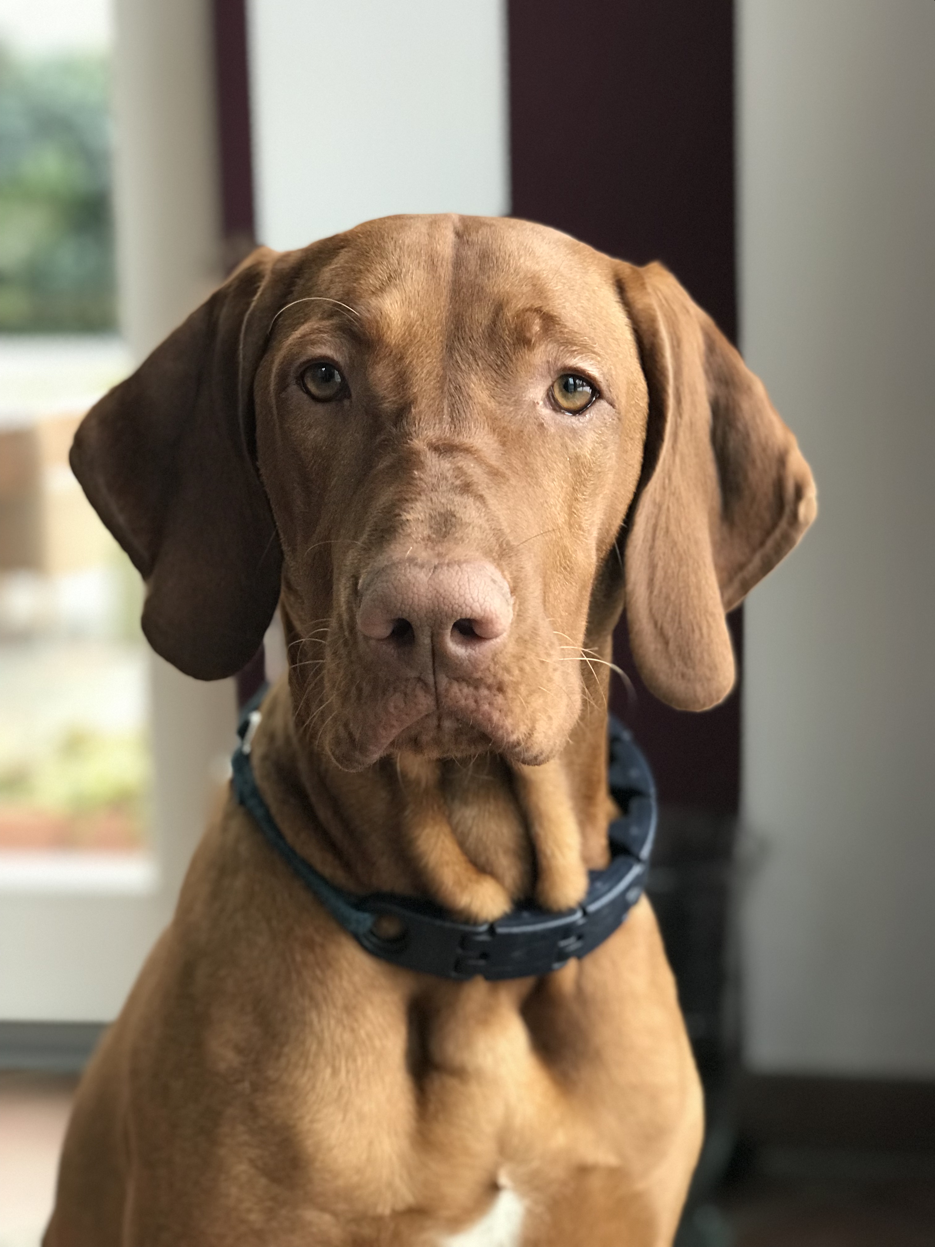 Proteinreiches Hundefutter für den Magyar Vizsla