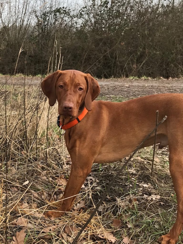 Magyar Vizsla Hundefutter ab Hof 